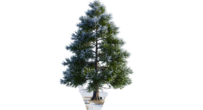 A tall pine tree covered in frost and snow isolated on transparent background - Powered by Adobe