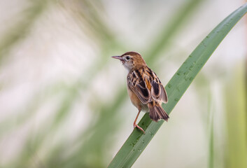 Zitting cisticola perched on grass in field.zitting cisticola is a small, brown warbler known for its buzzing call and fluttering flight