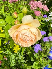 Sunlit apricot rose with buds in vibrant flower bed – Botanical Beauty Series