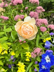 Apricot English rose in colorful mixed border – Botanical Beauty Series