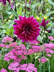 Magenta dahlia with pink yarrow in summer garden – Botanical Beauty Series