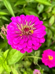 Bright pink zinnia flower close-up in summer garden – Botanical Beauty Series