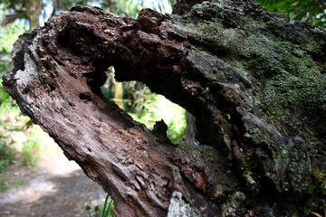 Tree window with moss