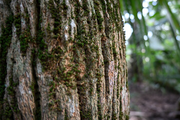tree bark with moss