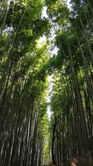 Obraz premium Bamboo forest trail