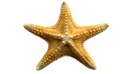 A detailed closeup of a yellow starfish with five distinct points and textured skin, resting on a plain transparent background
