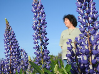 a person relaxing on the field of lupines in summer