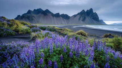 Obraz premium Icelandic Coastal Beauty: Lupines Bloom Against Dramatic Mountains