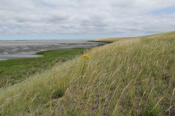 the big seawall at the dutch coast in zeeland along the westerschelde sea in summer with lots of grasses and green plants and yellow ragwort