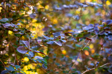 Close-up of a green bush in the autumn forest. Selective focus.