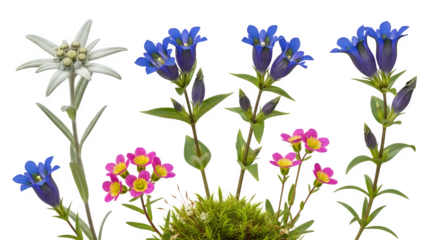 Alpine Wildflowers Collection, isolated on white background