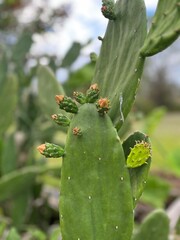 Prickly Pear
