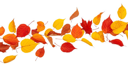 Autumn Leaves Collection, isolated on white background