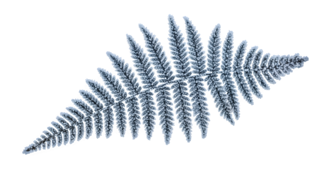 Barnsley Fern Fractal, isolated on white background