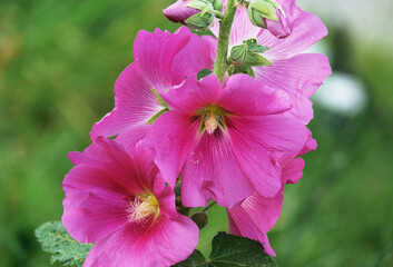 Pink hollyhock blooming in the summer garden
