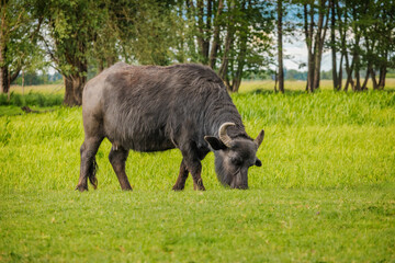 Water buffalo with curved horns grazing on lush green grass near a tree line in summer countryside