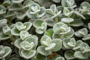 Close-up of Fuzzy Succulent Leaves Texture