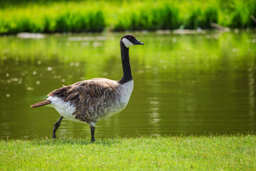 Canada goose standing on green grass near a calm pond with vibrant reflections in warm daylight
