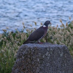 Pigeon on a rock in Brittany 