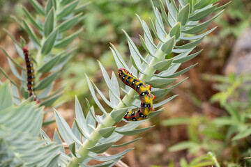 Vibrant Spurge Hawk-moth Caterpillar on Euphorbia Plant