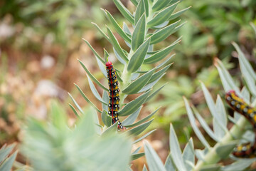 Colorful Spurge Hawk-Moth Caterpillar on Plant