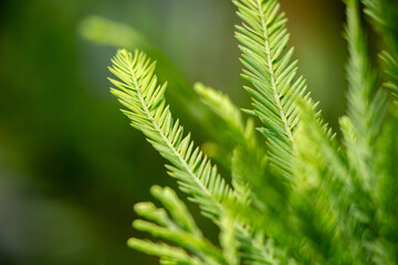Vibrant Green Conifer Needles Close-up