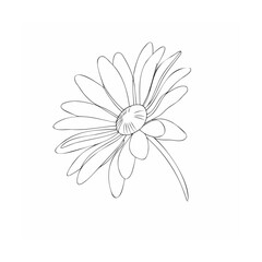 Fototapeta premium white flower on white background