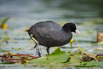 On a cloudy summer day, an adult Eurasian Coot stands on its nest surrounded by green floating leaves, facing sideways to the camera.