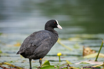 An adult Eurasian Coot stands on its nest, surrounded by green floating leaves, facing the camera on a cloudy summer day.	