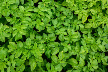 young green leaves of potato tops. top view. background photo