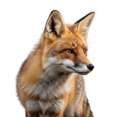 Obraz premium Closeup portrait of a red fox wildlife animal isolated on white background looking to the side view image