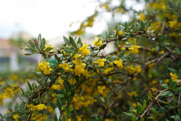 yellow flowers on a tree