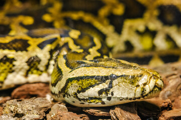 Close-up of a reticulated python's head resting on bark, showing yellow and black patterned scales and cloudy eyes during shedding