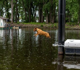 Dog jumping off dock into lake