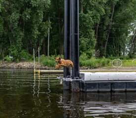 Dog jumping into water from dock
