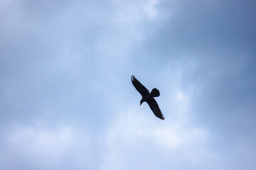 Silhouette of a black crow flying in a cloudy sky with wings spread wide