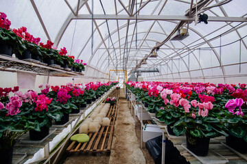 Blooming cyclamen grown in modern greenhouse, selective focus