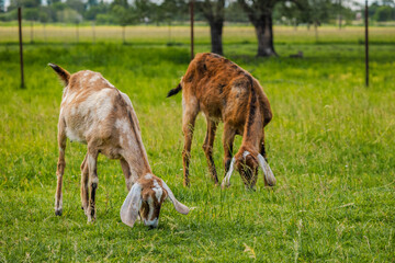 Two brown goats with long ears grazing peacefully on a green meadow during summer on a free-range rural farm