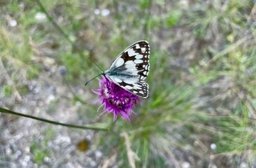 butterfly on a flower