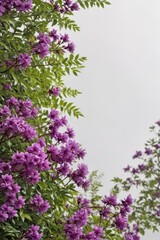 Vibrant purple blossoms, lush green foliage, white backdrop, purple flowers,  studio shot,  petals