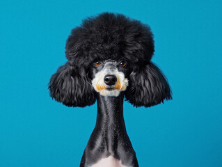Stylish Portrait of a Poodle with Unique Grooming Against Blue Background