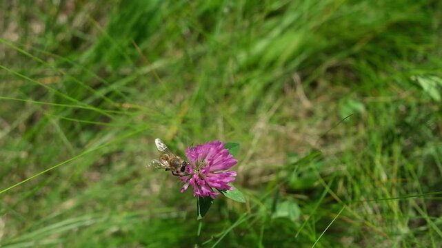 A bee has landed on a small purple flower in the foreground of a green field.