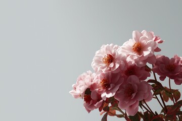 Fototapeta premium Beautiful pink flowers against minimalist gray background with delicate petals