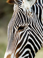 Grevy zebra , safari in Samburu National Park in Kenya.