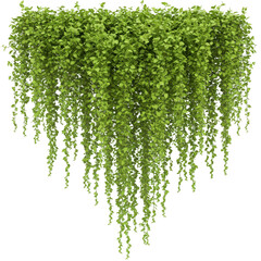 Obraz premium Lush green cascading plant with small leaves hanging down on a transparent background image view
