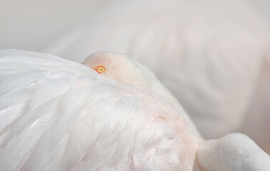 Eye of a Greater Flamingo (Phoenicopterus Roseus)