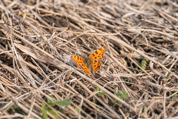 Tranquil outdoor scene with two vibrant orange and black birds perched on dried grass or vegetation...