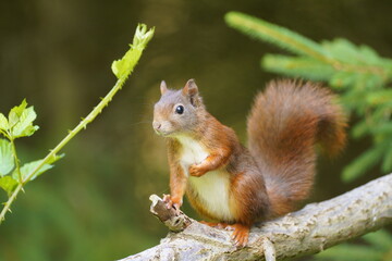 red squirrel