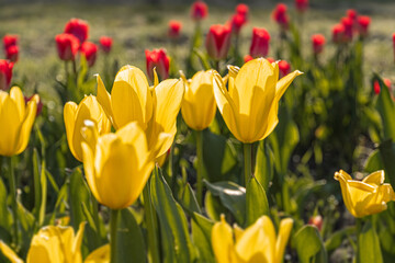 Vibrant garden scene, red tulips in bloom arranged in green foliage, contrasting against...