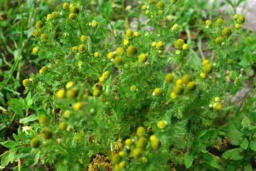 Rayless blossoms of wild chamomile (Matricaria discoidea).